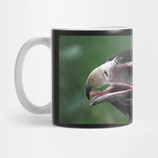 Australian Wedge-tailed Eagle Portrait #1. Mug